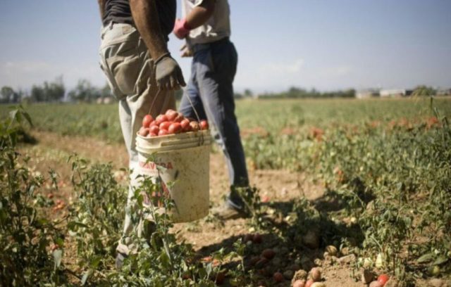 Le Mafie e l’agricoltura: un business da 24,5 miliardi