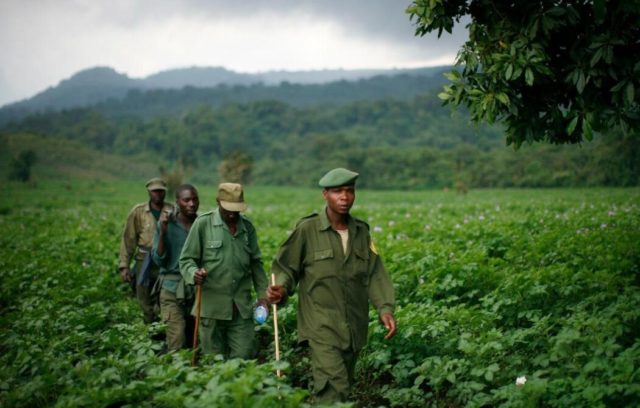 Cosa sta succedendo nel Virunga National Park della Repubblica Democratica del Congo