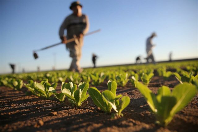 L’agricoltura può ancora essere un settore strategico in futuro? Abbiamo fatto quattro chiacchiere con Donnalia