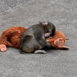 Sentirsi amati è una necessità biologica