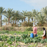 Come Israele sta devastando l’agricoltura nel sud del Libano
